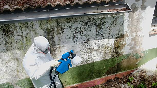 Top rated local Mold Remediation specialists in Millerstown, PA